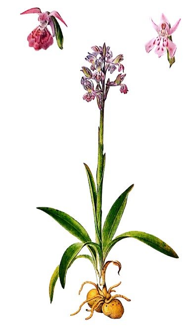 Orchis bouffon